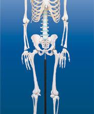 Mô Hình Xương Người Gắn Kết 170.cm