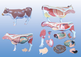 Mô Hình Giải Phẫu Hệ Thống Cơ Thể Bò