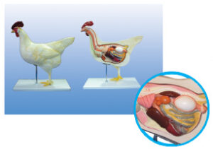 Mô Hình giải phẫu gà